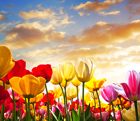 Micheline Bachar Hébert