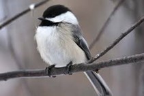 Christine Vaillancourt